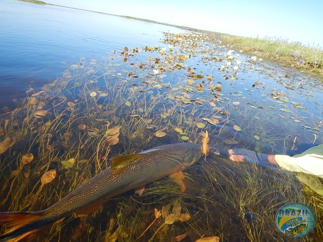 PIRA LODGE - Pantanal Argentino - Temporada 2.016